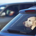 犬を危険な目に遭わ…