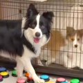 世界一賢い犬種に『…
