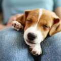 犬が人の上に乗って…