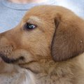 犬の嫌いな音を知っ…