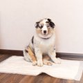 犬の『おしっこ』一…