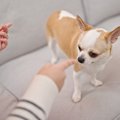 犬が叱られると見せ…