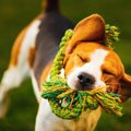 犬がおもちゃを破壊…
