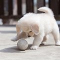 老犬と子犬は一緒に…