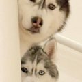 スーパーに行こうと…