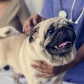 犬のトイレが近い！…