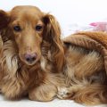 保護犬という存在を…