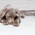 犬が大嫌いな『ニオ…