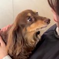 美容室で働く『犬の…