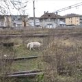 「もう犬はいらない…
