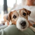 犬が『座っている飼…