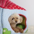 犬を『見た目』で選…