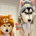 ハスキー犬が『吠え…