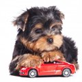 犬を飼うために必要…