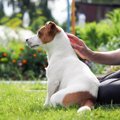 犬が飼い主に『お尻…