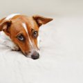 愛犬が震えている！…