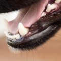 犬の顎の特性とかか…