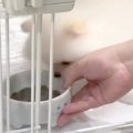 赤ちゃん犬に『初め…