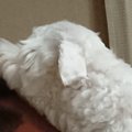 『独特な表現』で愛…