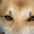ホルネル症候群は犬…