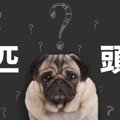 犬の数え方は「一匹…