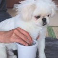 子犬の足を『高性能…