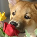犬が興味を示してい…