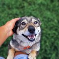 犬が『撫でられたい…