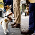 人が多い場所で愛犬…