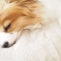 愛犬の元気ない時に…