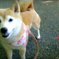 山の散歩コースで思…
