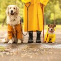 犬に『レインコート…
