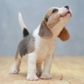 犬を室内で飼う時に…
