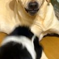 妹犬が優しい兄犬に…