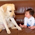 大型犬が赤ちゃんの…