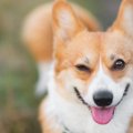 犬が笑顔を見せる時…
