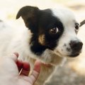 『ビビり犬』がよく…