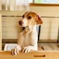 犬を不安にさせる『…