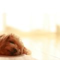 犬が『放っておいて…