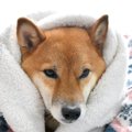 なぜ犬は『飼い主の…