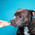 犬が『大嫌いな人』…