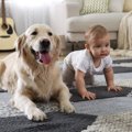 人の真似？犬が『ほ…