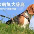 犬の病気大辞典！知っておきたい基礎知識