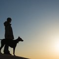 大型犬の寿命はどれ…