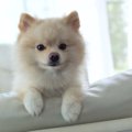 犬と過ごす室内では…