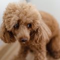 犬が固まって動かな…