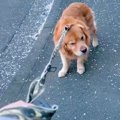『お散歩をしたくな…