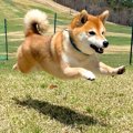 ドッグランで遊ぶ犬…