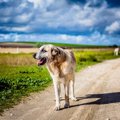 世界最高齢の犬はな…