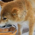 犬にNGな『食器台』…